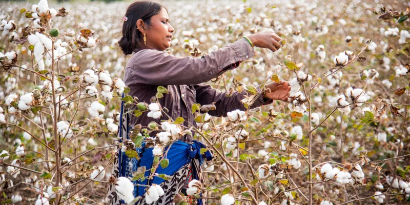 CCI Resumes Cotton Sales, Lowers Price by ₹2,300 Per Candy